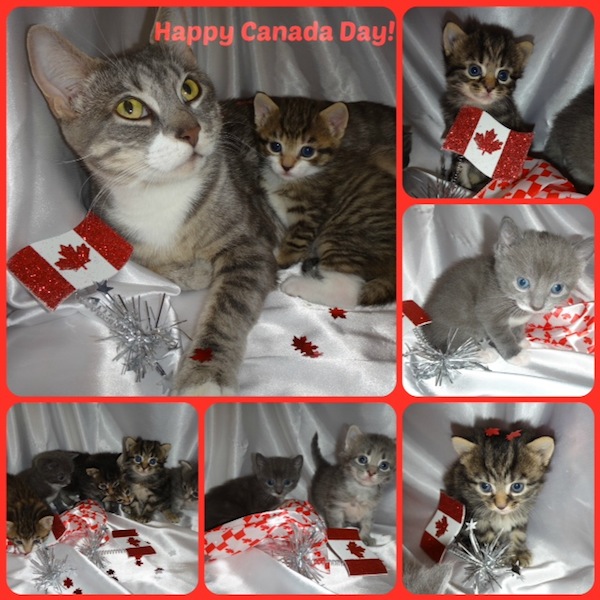 canada day kittens