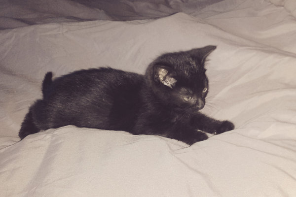 Jinxie. Kitten for adoption. Oasis Animal Rescue. Toronto GTA