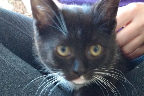 Roxy. A kitten for adoption at Oasis Animal Rescue, Toronto GTA