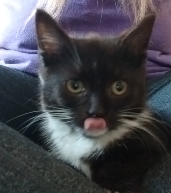 Roxy. A kitten for adoption at Oasis Animal Rescue, Toronto GTA