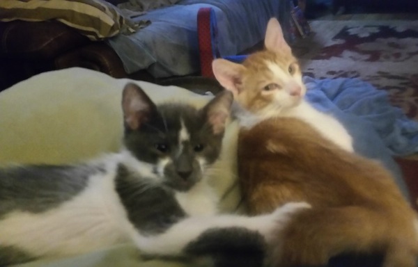 Archie and Oliver. Kittens for Adoption. Oasis Animal Rescue