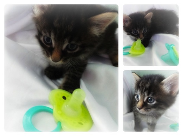 Bran - kitten for adoption. Oasis Animal Rescue