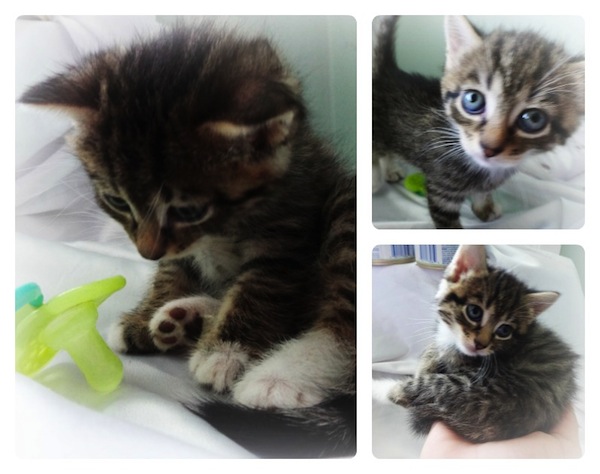 Bridgette - kitten for adoption. Oasis Animal Rescue