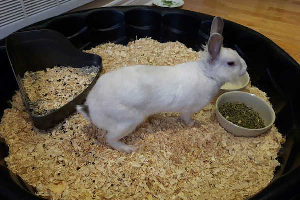 Dumby. Rabbit for adoption. Oasis Animal Rescue