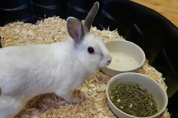 Dumby. Rabbit for adoption. Oasis Animal Rescue