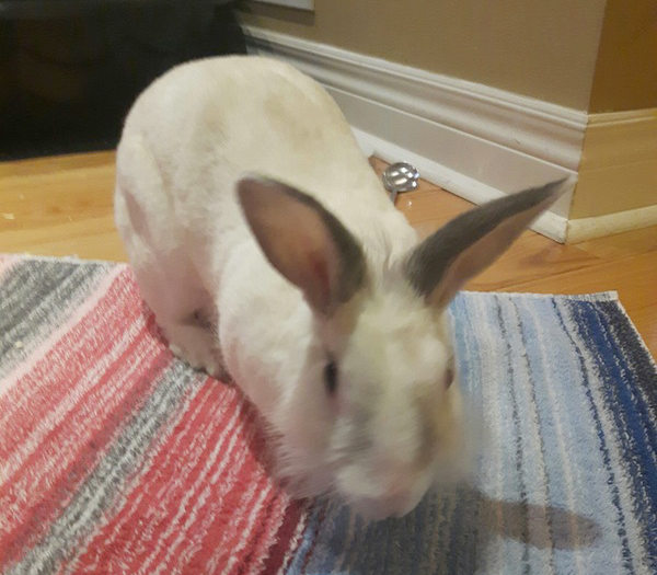 Dumby. Rabbit for adoption. Oasis Animal Rescue