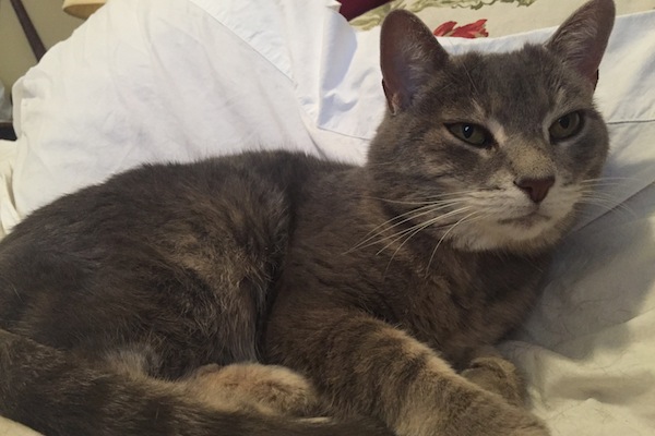 Tegan. Senior cat for adoption. Oasis Animal Rescue. Toronto GTA