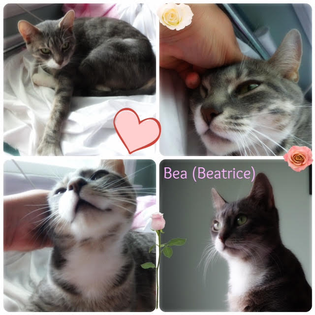 Beatrice. Cat needs a home. Contact Oasis Animal Rescue, Toronto GTA