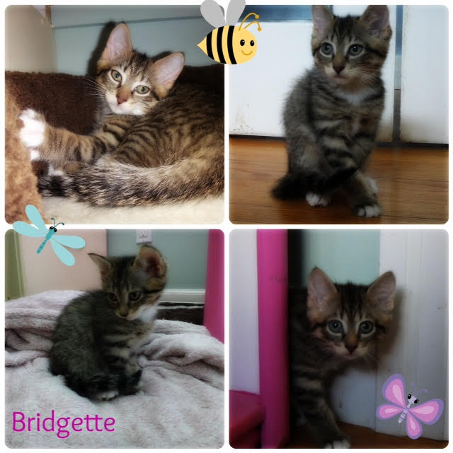 Bridgette. Kitten for adoption. Oasis Animal Rescue.