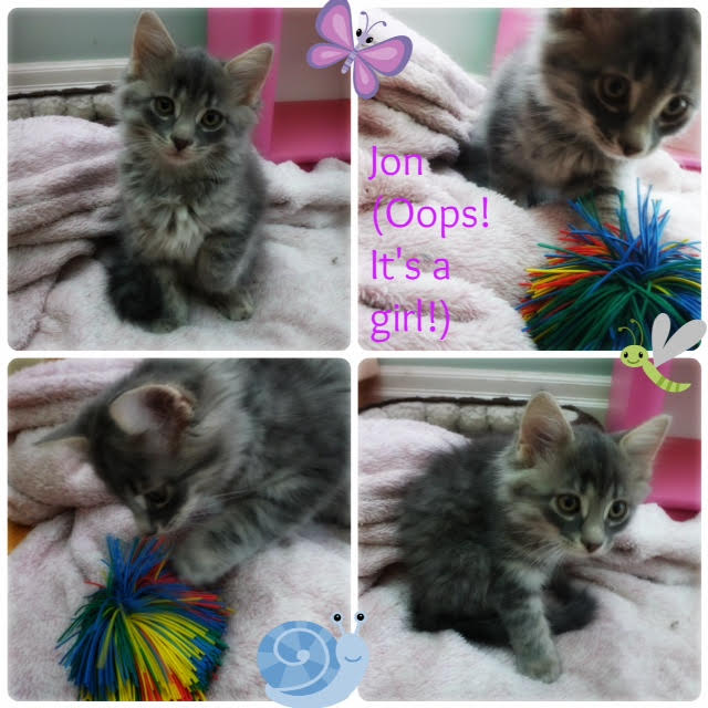 John. Kitten for adoption. Oasis Animal Rescueå