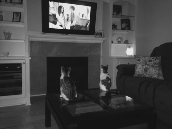 Adoptable kittens watching Coronation St