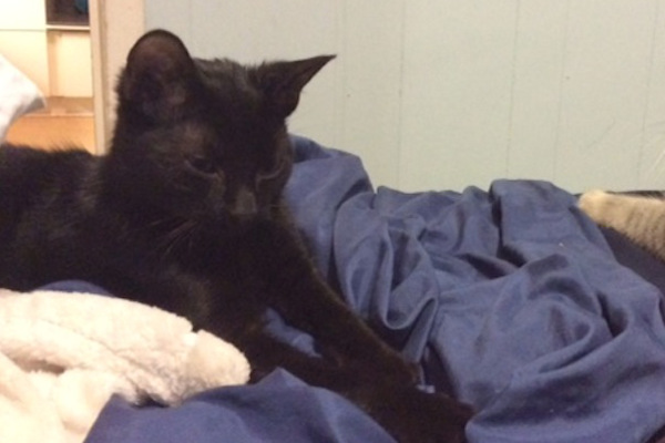 Jinxie, cat for adoption. Oasis Animal Rescue, Toronto GTA, Durham Region