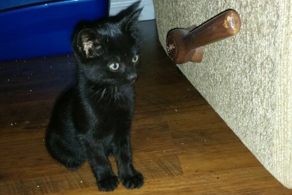 Midnight. Adoptable kitten. Oasis Animal Rescue, Toronto GTA