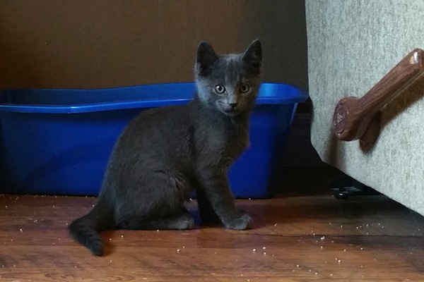 Shady. Adopt a kitten. Oasis animal rescue, Toronto, GTA, Durham Region