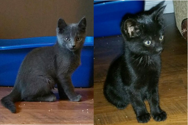 Shady and Midnight. Kittens for adoption. Oasis Animal Rescue.