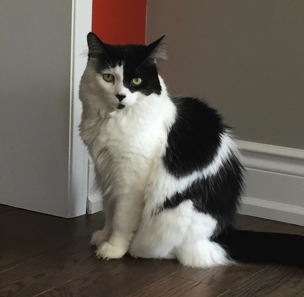 Moo. Cat for adoption. Contact Oasis Animal Rescue, Durham Region