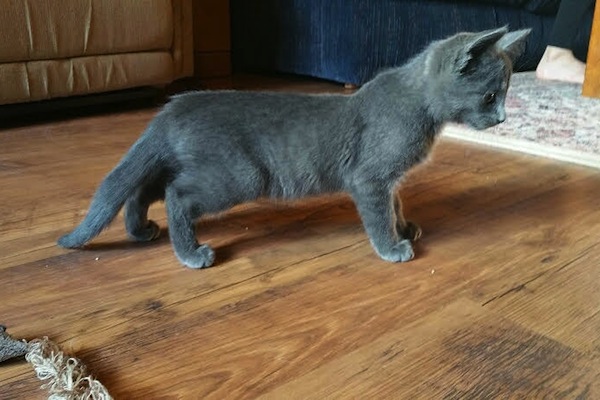 Shady. Adopt a kitten. Oasis animal rescue, Toronto, GTA, Durham Region