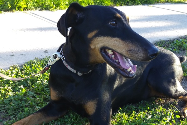 Sonia. Dog for adoption. Oasis Animal Rescue. Toronto GTA