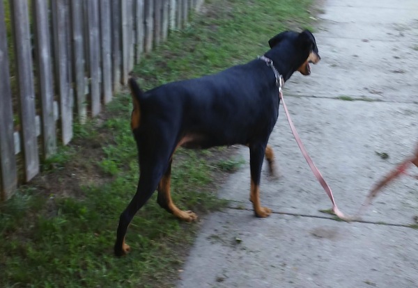 Sonia. Dog for adoption. Oasis Animal Rescue. Toronto GTA