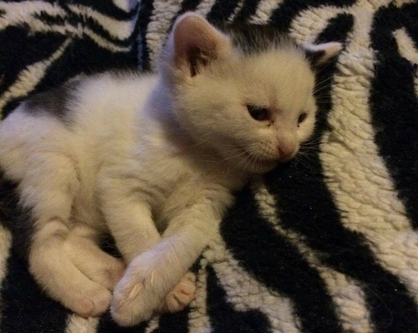 Speckles. Kitten for adoption. Toronto, GTA, Durham Region