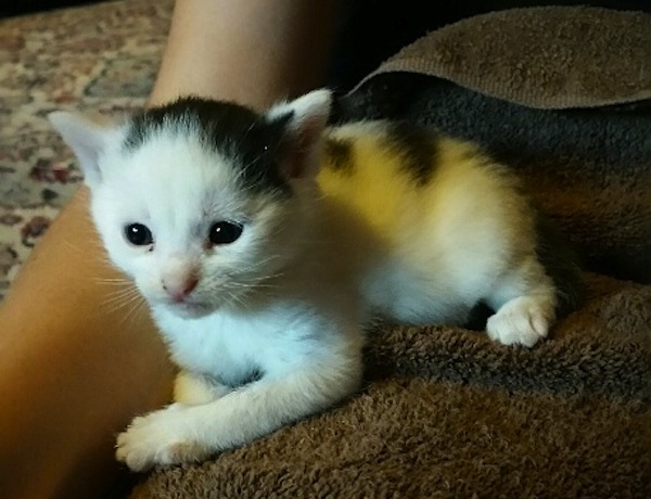 Speckles. Kitten for adoption. Toronto, GTA, Durham Region