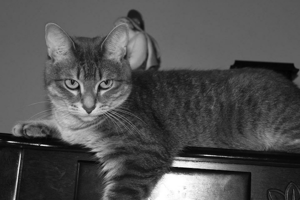 Gabbie. Cat for adoption. Toronto GTA. Oasis Animal Rescue