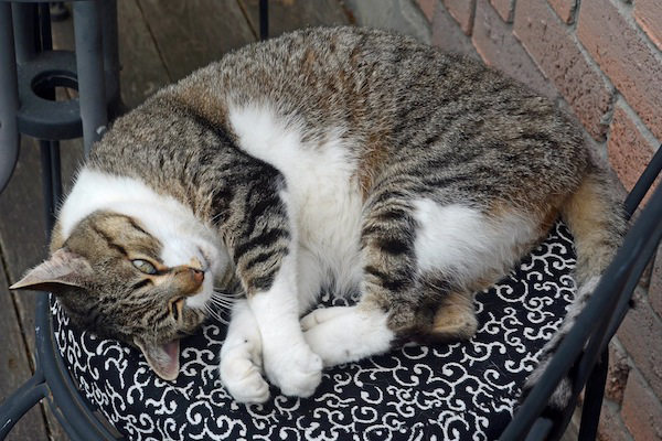 Nikki. Senior cat for adoption. Toronto GTA. 