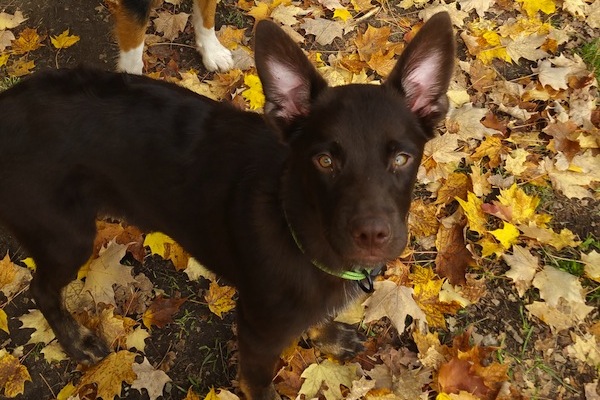 Amiko. Puppy for adoption. oasisanimalrescue.ca