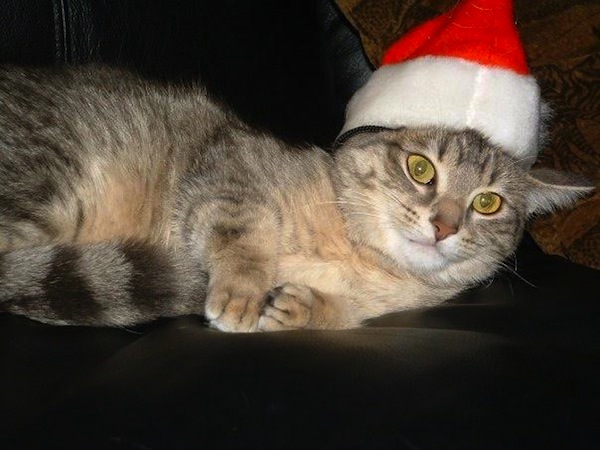 Gabbie. Cat for adoption. Toronto GTA. Oasis Animal Rescue