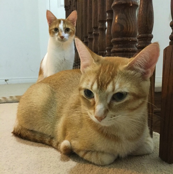 Gizmo and Ginger. Beautiful female cats for adoption. Toronto GTA