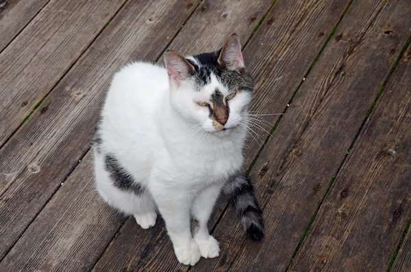 Joey. Senior Cat For Adoption. Oasis Animal Rescue. Toronto GTA