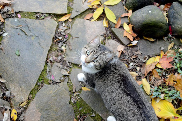 Nikki. Senior cat for adoption. Toronto GTA. 