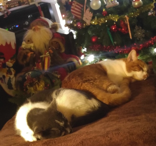 Adopted cats Archie and Oliver getting ready for Christmas