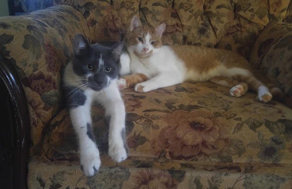 Adopted cats Archie and Oliver. oasisanimalrescue.ca