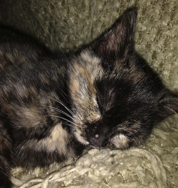 Mookie. Rescue kitten for adoption. oasisanimalrescue.ca