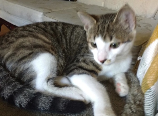 Robbie. Kitten for adoption. oasisanimalrescue.ca