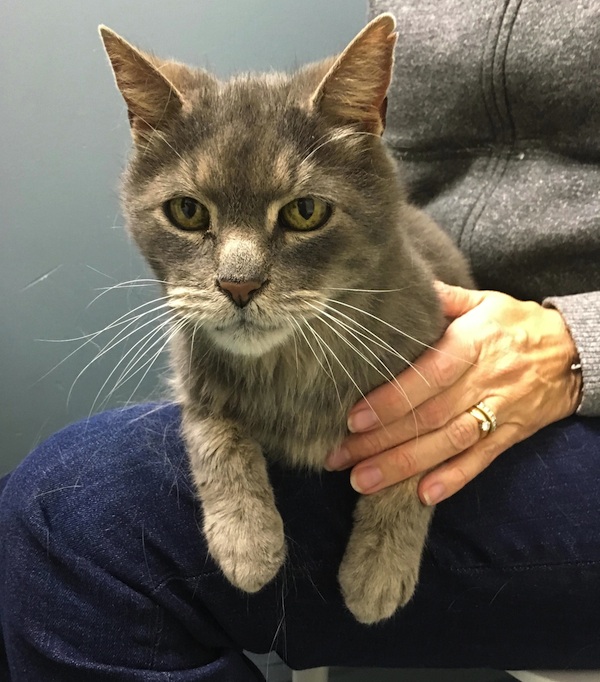 Chaos. Senior cat for adoption. Toronto GTA pet adoption. oasisanimalrescue.ca