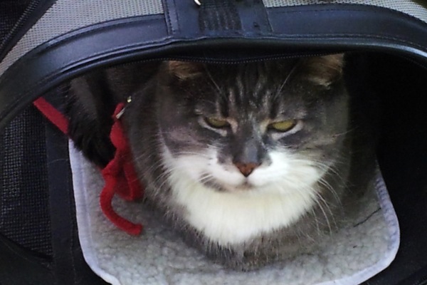 Missy. Cat for adoption. GTA Toronto, Durham Region