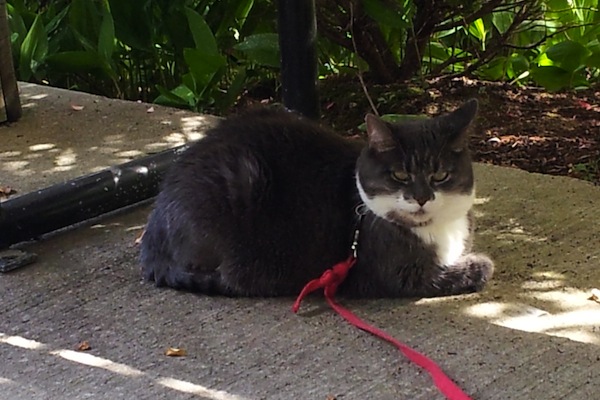Missy. Cat for adoption. GTA Toronto, Durham Region