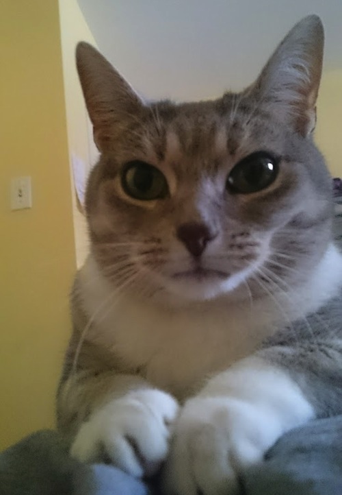 Miss Two. Cat for adoption. Toronto GTA, Durham Region