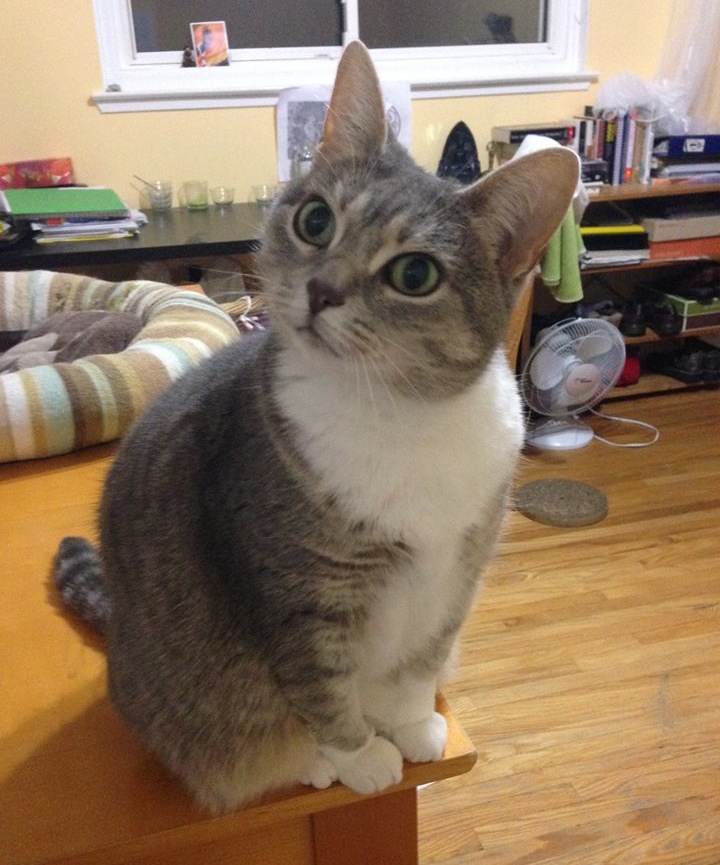 Miss Two. Cat for adoption. Toronto GTA, Durham Region