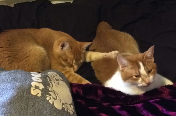 Adopted cats Gizmo and Ginger. Toronto GTA pet adoption