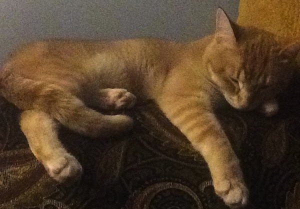 Adopted cats Gizmo and Ginger. Toronto GTA pet adoption