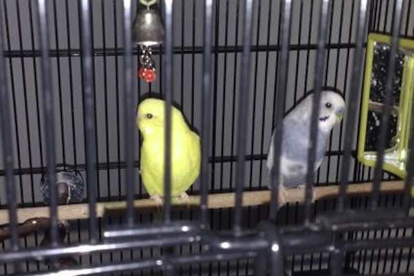 Ice & Lemon. Birds for adoptions, parakeet, budgie, Toronto, GTA