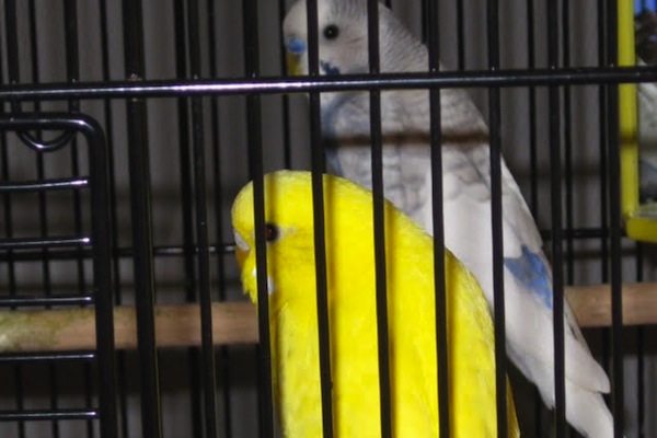 Ice & Lemon. Birds for adoptions, parakeet, budgie, Toronto, GTA