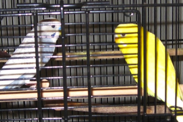 Ice & Lemon. Birds for adoptions, parakeet, budgie, Toronto, GTA