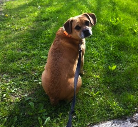 Finnegan. Dog for adoption. beagle, pug mix, Toronto GTA