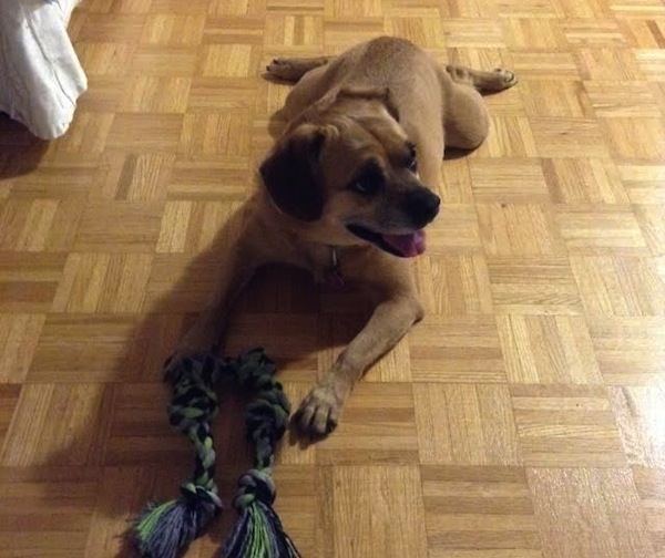 Finnegan. Dog for adoption. beagle, pug mix, Toronto GTA
