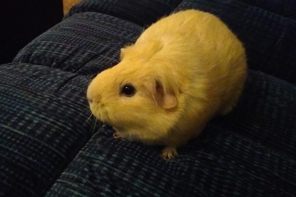 Abbey.Guinea Pig for adoption. Toronto GTA