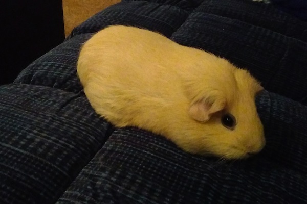 Abbey.Guinea Pig for adoption. Toronto GTA